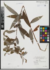 Foto von Salix alba L.